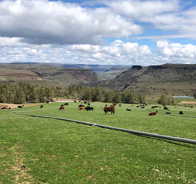 Cattle grazing at Oreganic beef ranch