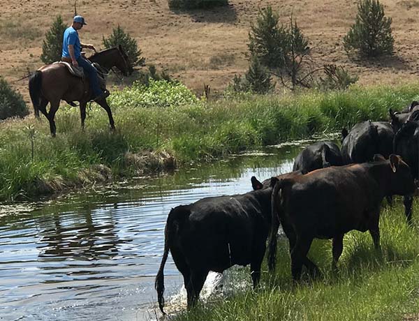 Oregon beef, Horseback along river moving cows